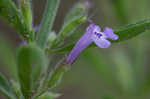 Drummond's false pennyroyal